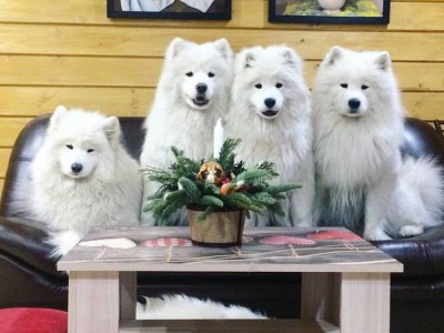 Самоеды фотосессия Хабаровск