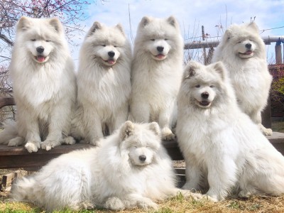 Самоеды "Амурской звезды"