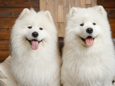 Самоеды Мишка и Костя