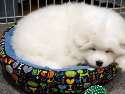 Щенок самоед