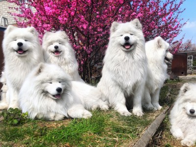 Самоедские лайки фото