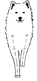 Стандарт породы САМОЕД: Излишне узко