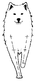 Стандарт породы САМОЕД: Правильно
