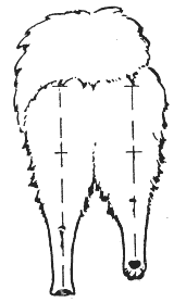 Стандарт породы САМОЕД: Излишне широко
