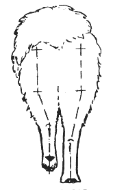 Стандарт породы САМОЕД: Излишне узко