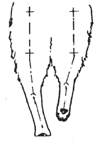 Стандарт породы САМОЕД: Бочкообразно