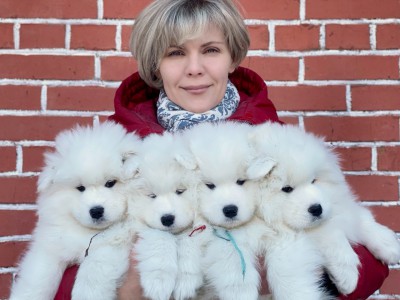 Покупка щенка самоеда