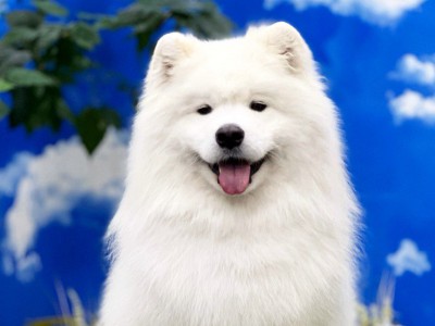 Самоед Филя, клуб "Амурская звезда", Хабаровск