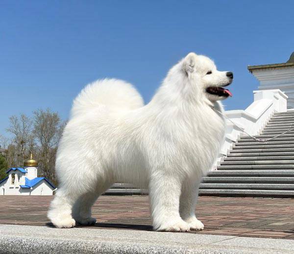 Филя "Амурская звезда" Хабаровск