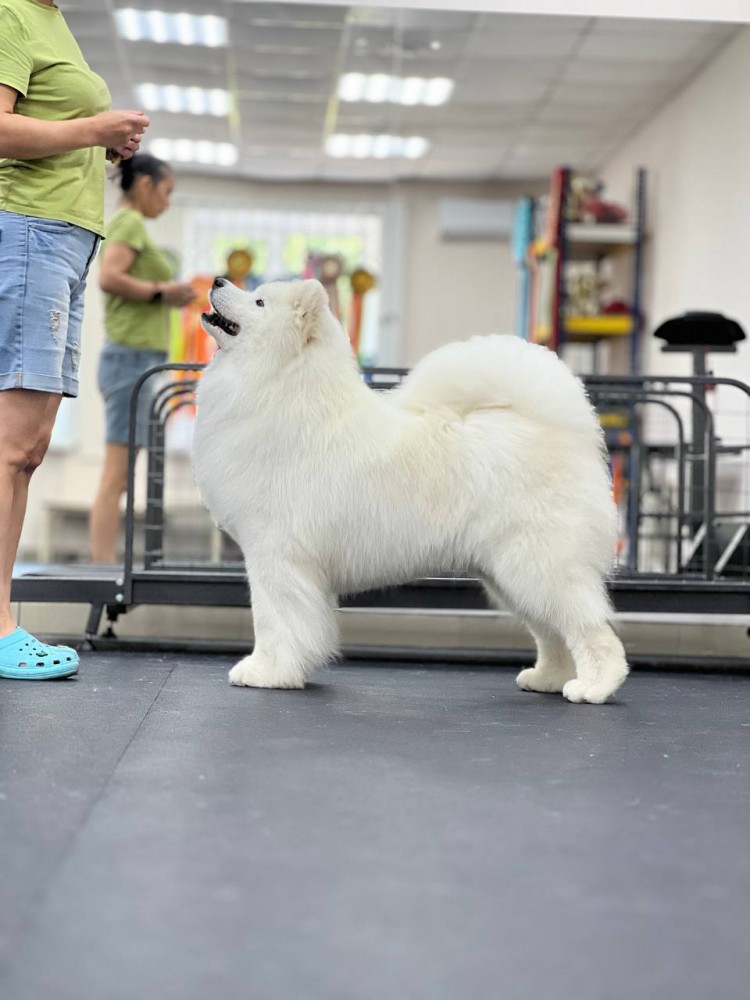 Филя "Амурская звезда" Хабаровск