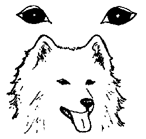 Стандарт породы САМОЕД: правильная форма глаз