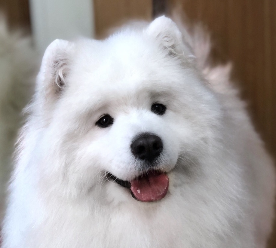 Как помыть самоеда, школа груминга