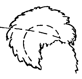 Стандарт породы САМОЕД: Правильный хвост