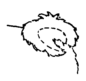 Стандарт породы САМОЕД: Плотно прижатый к корпусу