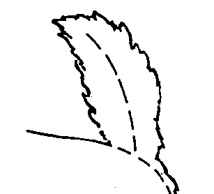 Стандарт породы САМОЕД: «Веселый хвост»