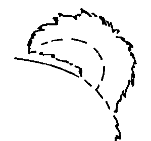 Стандарт породы САМОЕД: Низко поставленный