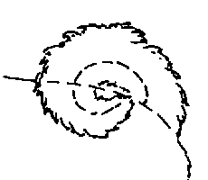 Стандарт породы САМОЕД: В полном кольце