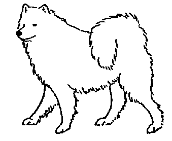 Стандарт породы САМОЕД: Иноходь