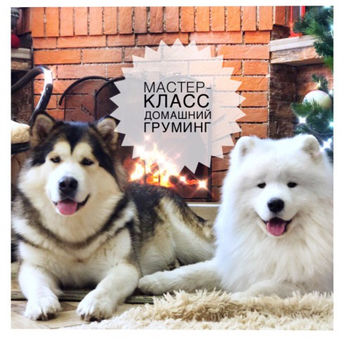 Как помыть самоеда? Онлайн школа домашнего груминга собаки с двойным типом шерсти