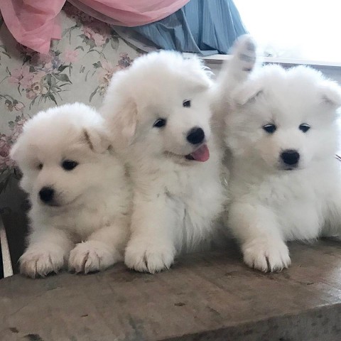 Купить щенка самоеда. Договор