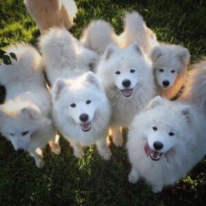 Кормление собак самоедов натуральной пищей