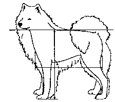 Стандарт породы САМОЕД: Неправильно: излишне короткий корпус, длина тела больше, чем высота в холке