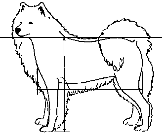 Стандарт породы САМОЕД: Неправильно: спина излишне длинная и мягкая («седло»)