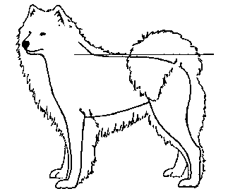 Стандарт породы САМОЕД: Неправильно: спина излишне длинная и мягкая («седло»)