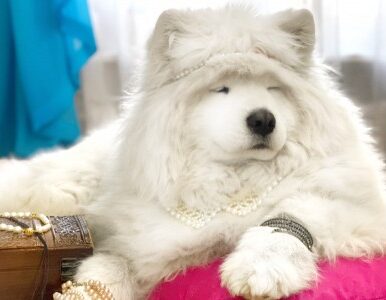 Самоедская лайка Кристина, клуб "Амурская звезда", Хабаровск