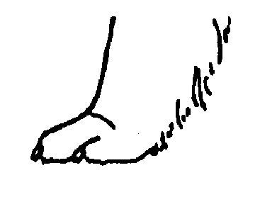 Стандарт породы САМОЕД: Излишне плоская лапа