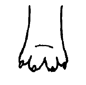 Стандарт породы САМОЕД: Распущенная лапа