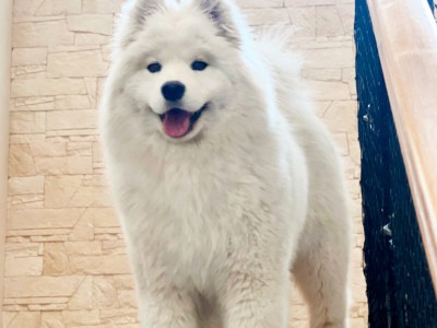 Самоедская лайка Лёля, клуб "Амурская звезда", Хабаровск