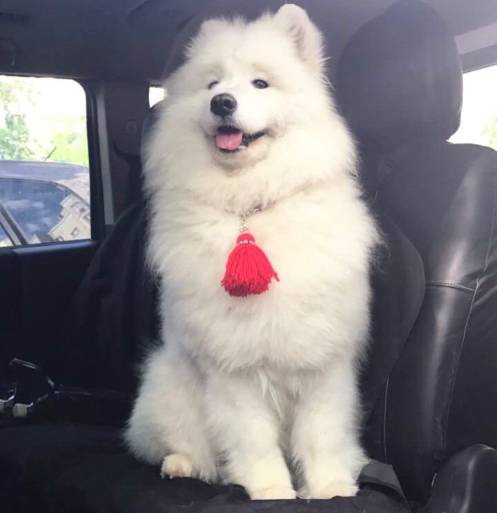 Самоед Мэгги, клуб "Амурская звезда", Хабаровск