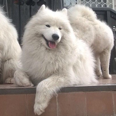 Самоед Мэгги, клуб "Амурская звезда", Хабаровск