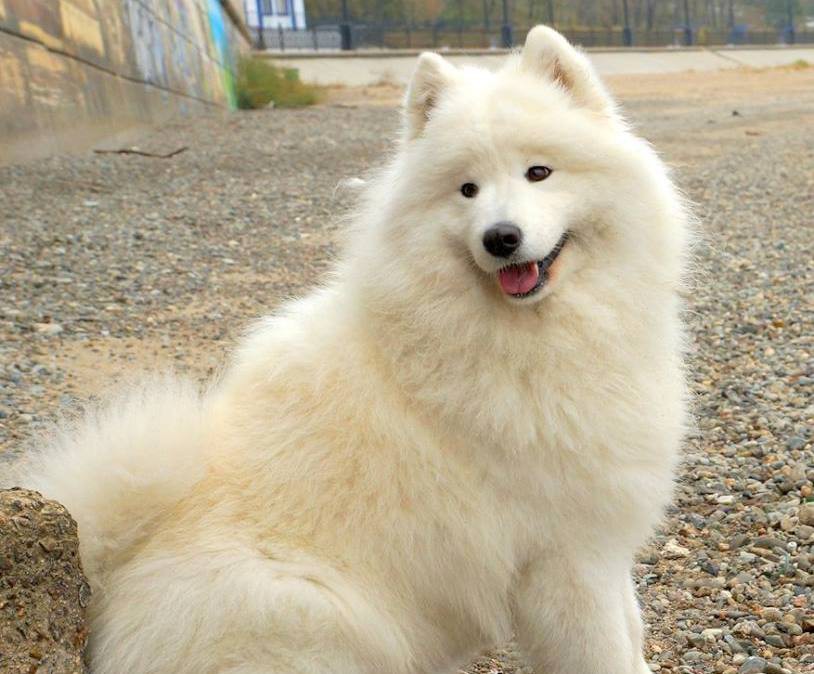 Самоед Мэгги, клуб "Амурская звезда", Хабаровск