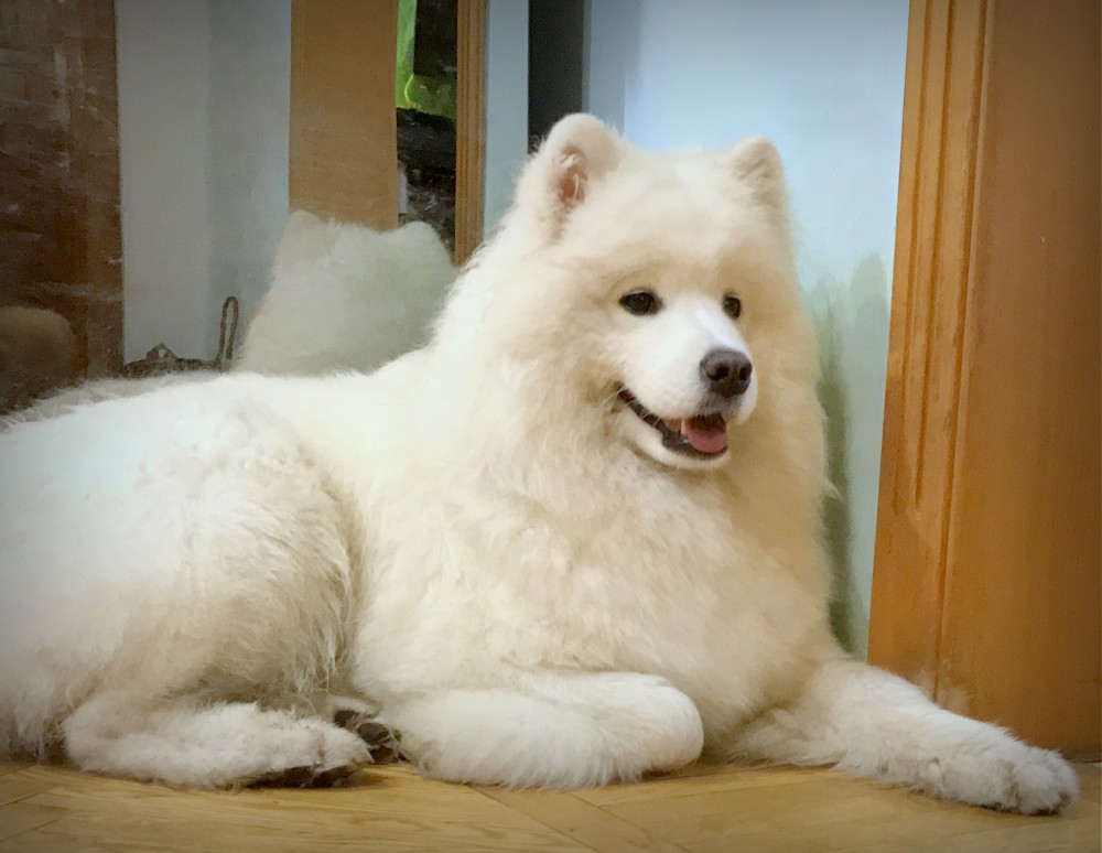 Самоед Майка "Амурская звезда" Хабаровск