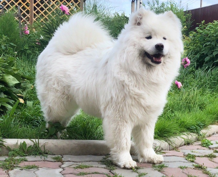 Самоед Майка "Амурская звезда" Хабаровск