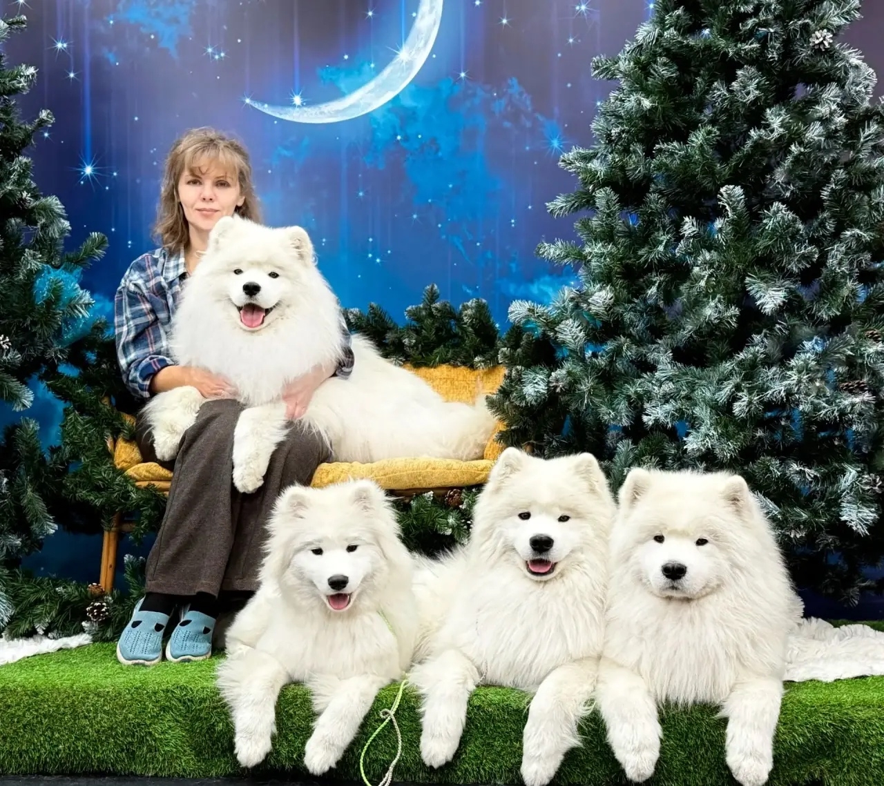 Питомник самоедов "Амурская звезда" Хабаровск