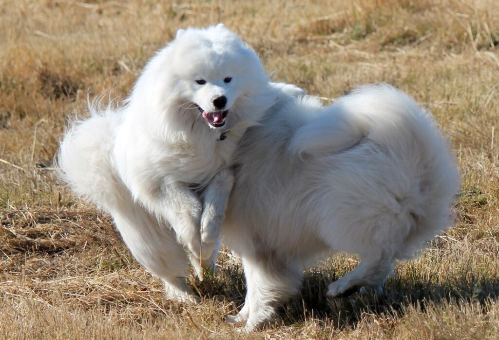 Самоеды, клуб "Амурская звезда", Хабаровск