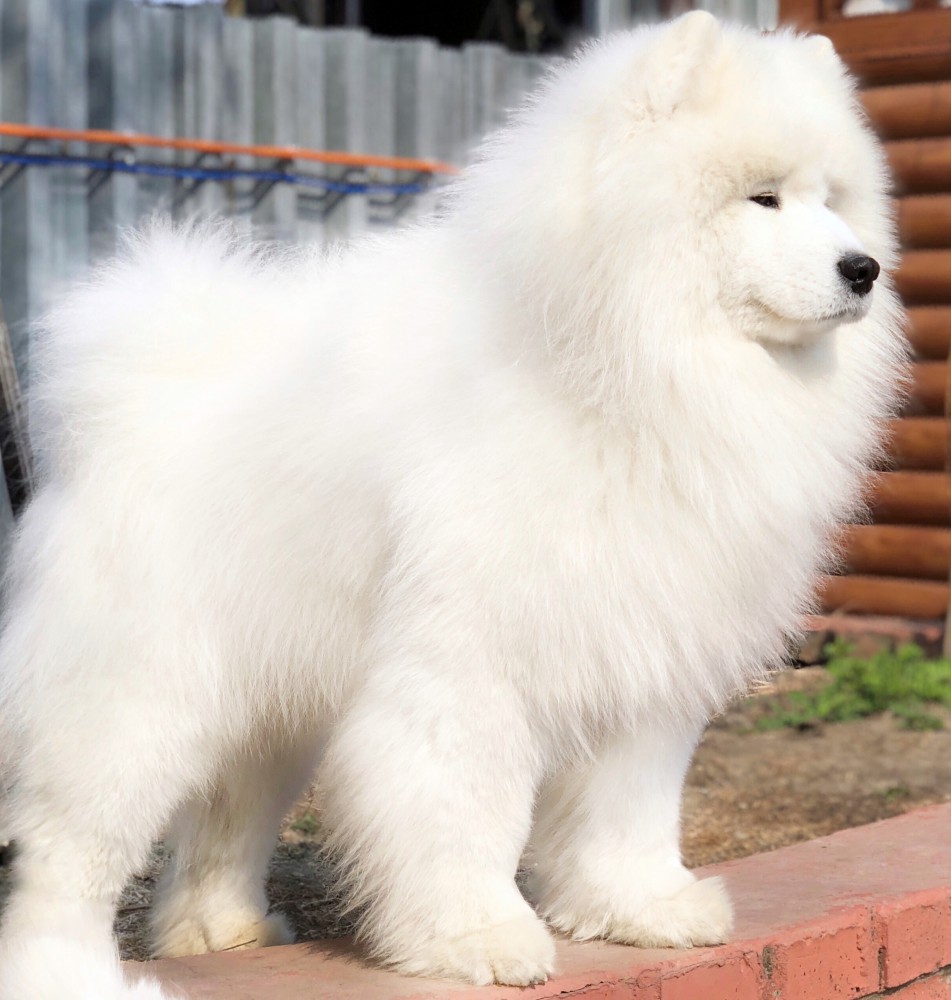 Самоед Миша, клуб "Амурская звезда", Хабаровск