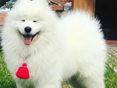 Самоед Миша, клуб "Амурская звезда", Хабаровск