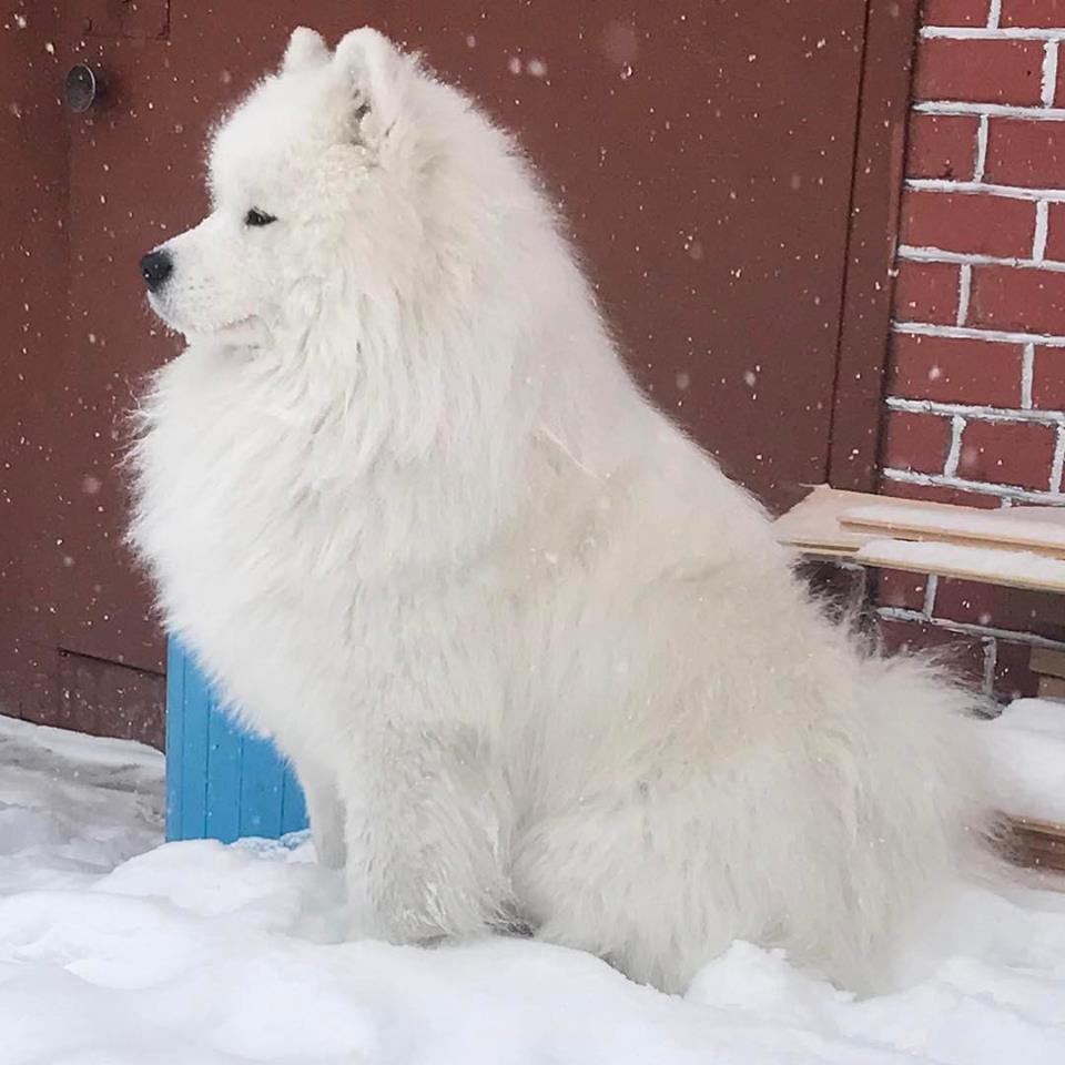 Самоед Миша, клуб "Амурская звезда", Хабаровск