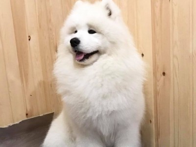 Самоед Миша, клуб "Амурская звезда", Хабаровск