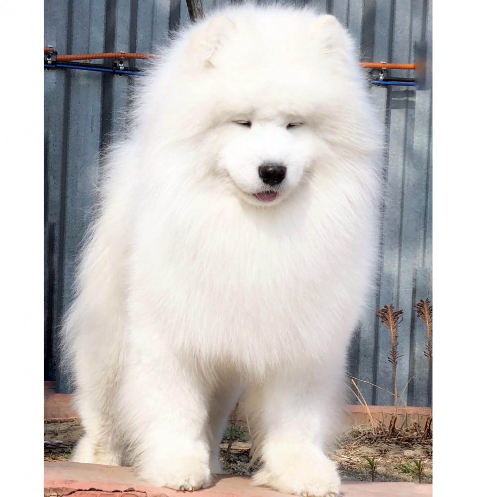 Самоед Миша, клуб "Амурская звезда", Хабаровск