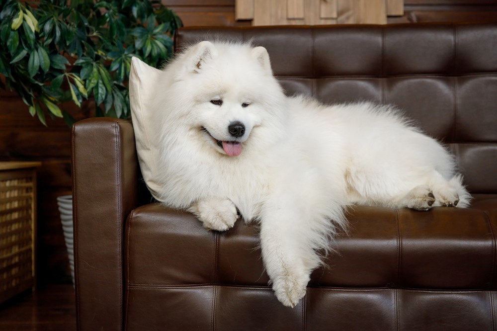 Самоед Миша, клуб "Амурская звезда", Хабаровск