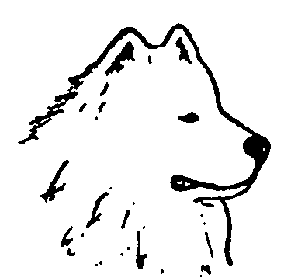 Стандарт породы САМОЕД: Сырая морда