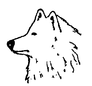 Стандарт породы САМОЕД:
Заостренная морда