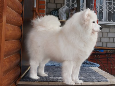 Самоед Надя, клуб "Амурская звезда", Хабаровск