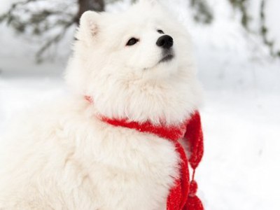 Самоед Надя, клуб "Амурская звезда", Хабаровск