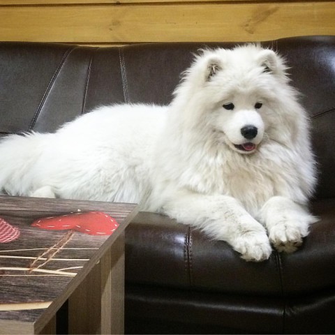 Как должен выглядеть самоед